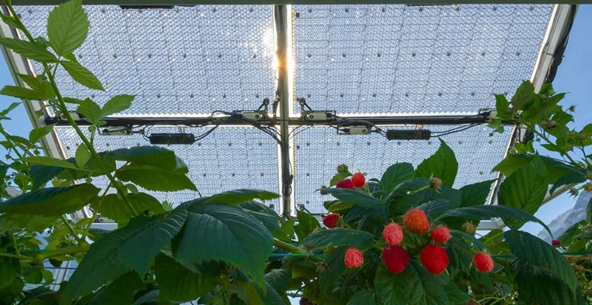 Insolight's solar panels over strawberries