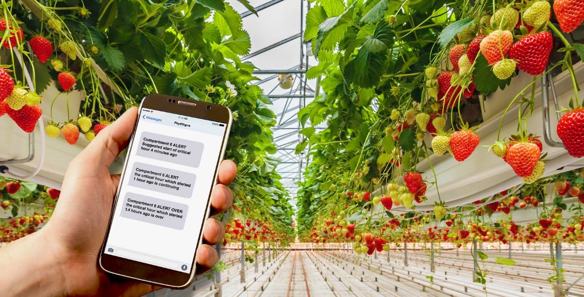 Vivent app in greenhouse