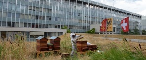 Première récolte de miel urbain pour de grandes organisations
